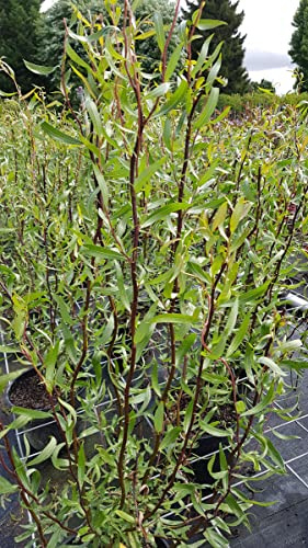 Salix matsudana 'Tortuosa Chocolat'/ Saule tortueux Chocolat/Conteneur de 2 à 2.9 litres
