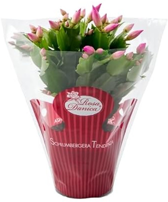 Schlumbergera Natural Cactus de Navidad de Flores Colgantes
