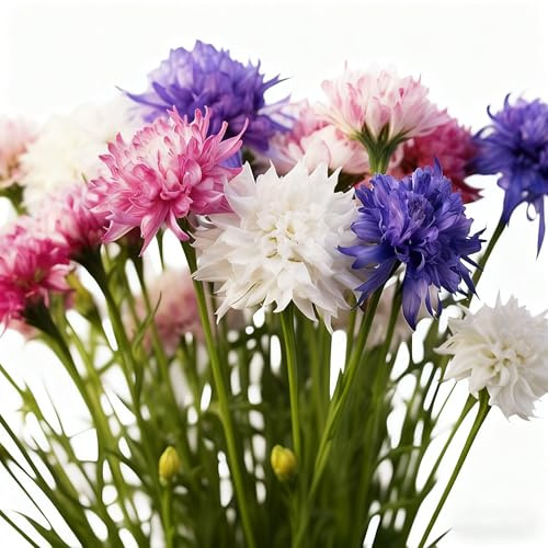 Cornflower Seeds for Planting, 3000+ Mix Centaurea Flower Seed, Non-GMO Heirloom Cornflower Seed for Garden Home Outdoor