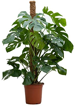 PLNTS - Monstera Pertusum - Zimmerpflanzen, Pflanzen Echt, Nachhaltige Verpackung - 24cm Topf - Höhe 120cm - Direkt von der Gärtnerei