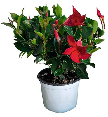 Dipladenia Roja para Balcones Planta Natural con Floración Prolongada