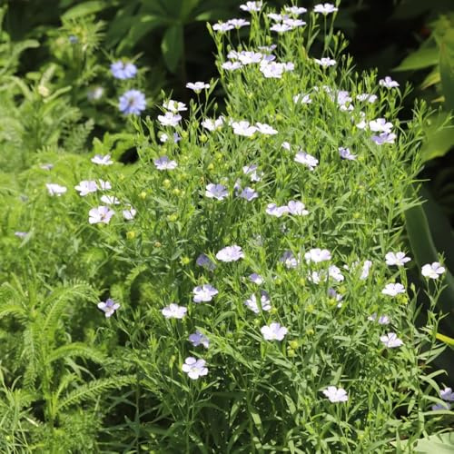 blauer staudenleinsamen, balkon bodendecker stauden winterhart garten 100pcs