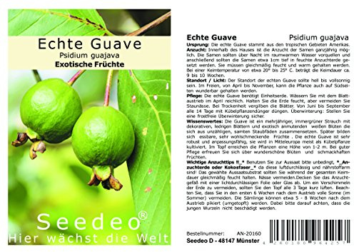 Seedeo® Echte Guave (Psidium guajava) 100 Samen