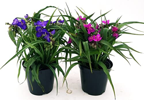 POWERS TO FLOWERS - TRADESCANTIA ANDERSONIANA BLU e VIOLA, 2 PIANTE, vaso 14cm diametro, pianta vera
