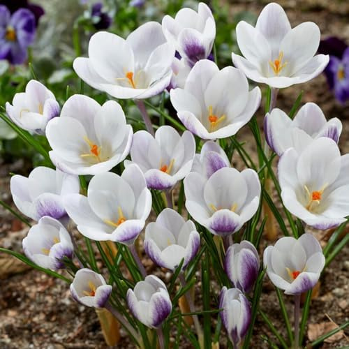 Botanische Krokusse Zwiebeln Winterhart Mehrjährig - Prins Claus | 50 exklusive Blumenzwiebeln, Echte Pflanzen aus Holland, für Garten und Topf (kein Samen, nicht künstlich)