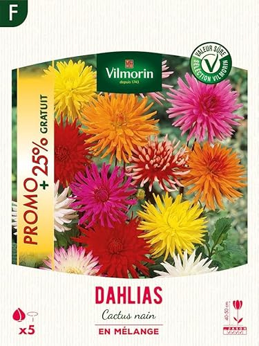 Dahlia Cactus nain en Mélange (x5) - Promo