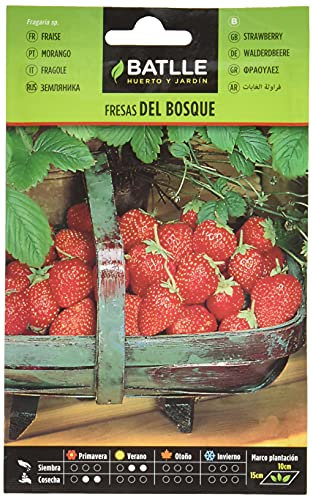 Battle - Semi Aromatici Fragole del Bosco (Semi - 20-25Cm)