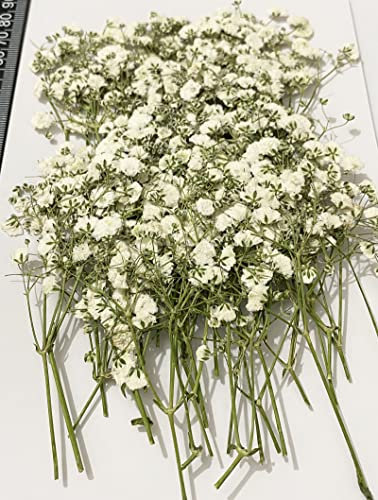 HANDI-KAFU 50 pcs White Baby's Breath Gypsophila Real Natural Dried Pressed Flowers for Resin Crafts DIY Making Wedding Invitation Card Home Party Decor