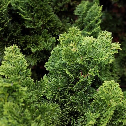 Dwarf Hinoki Cypress - Chamaecyparis obtusa 'Meroke Twin' - Hardy Evergreen Tree for Borders and Rockeries – 2X 2 Litre Potted Plants by Thompson & Morgan
