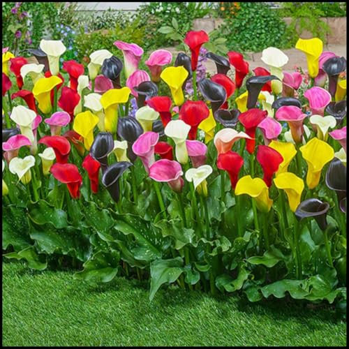 Calla Lily Bulbs,Garden Flowers,Calla Lily Bulbs for Planting Now UK,Plant Bulbs,Cut Flowers,Hardy Perennial,Wedding Flowers,Strong Plants That Grow Well-8bulbs-F