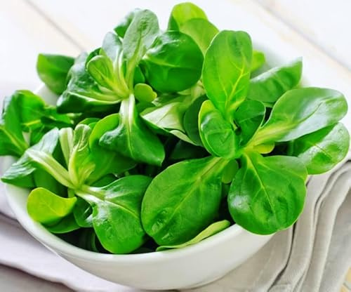 RAISE ME UP: Seeds Lamb's Lettuce Common Cornsalad Green Non GMO Heirloom