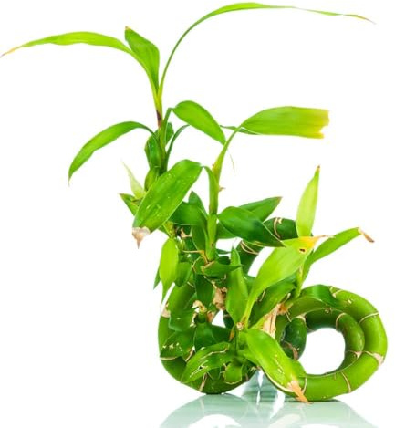 10samen glücksbambus winterharte kübelpflanzen balkonpflanzen indoor garten winterharte stauden mehrjährig balkon bambuspflanze pflanzensamen