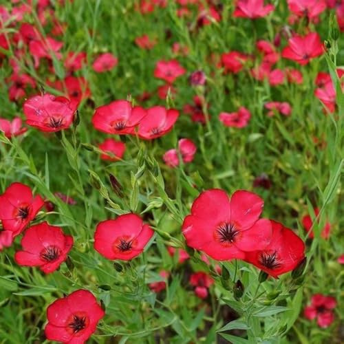 Semi di lino rosso - regali per gli amanti del giardino Linum grandiflorum - vecchie varietà giardino di da balcone resistenti semi di esotiche autunnali 300pcs