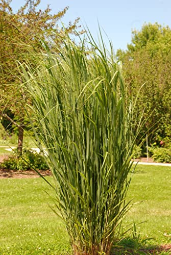 Stauden Gänge 3 x Panicum virgatum 'Northwind' im 1 Liter Topf (Ziergras/Gräser/Winterhart/Mehrjährig/Staude) Reisen Rutenhirse - TOP SORTE/EXTREM AUFRECHT - Perfekt für als Sichtschutz