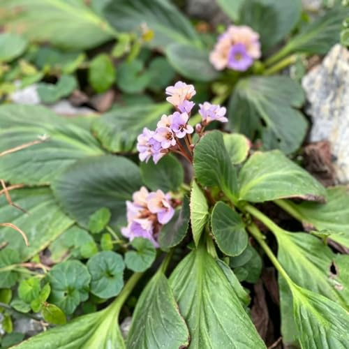 semillas de bergenia de jardín de oficina decoraciones resistente 100pcs