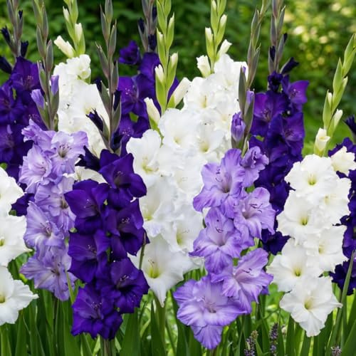 Gladioles Bulbes Violet Bleu Blanc Collection - 20 Bulbes de Fleurs à Planter Exterieur - Plantes Vivaces Exterieur - Rustique - Naturelle Plantes de Hollande (pas de graines, non artificiels)