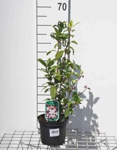 Viburnum tinus 'Gwenllian' - Viorne Tin 'Gwenllian', Laurier Tin 'Gwenllian' 25-30 cm en pot