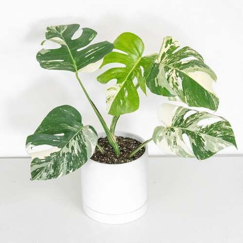 Fresh 60Pcs Green White Monstera Plant Seeds