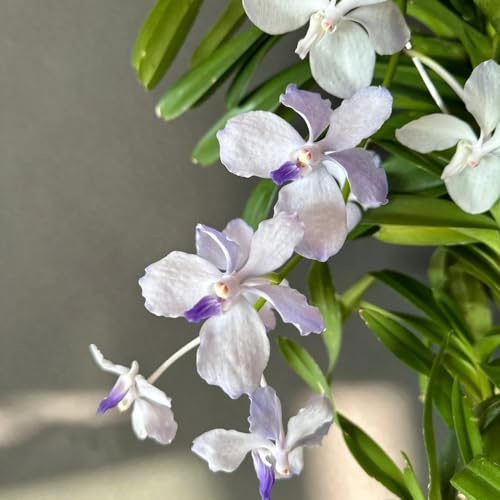 semi di orchidea vanda, interno, balcone orchidee da giardino di perenni resistenti parete verde, decorazione rampicante, 550pcs
