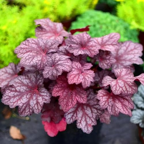 Purpurglöckchen - Heuchera bonsai topf bodendecker winterhart mehrjährig wildkräuter schnittblumen pflanzensamen exotisch blumendeko balkonpflanzen frühling kräuterpflanzen 600samen