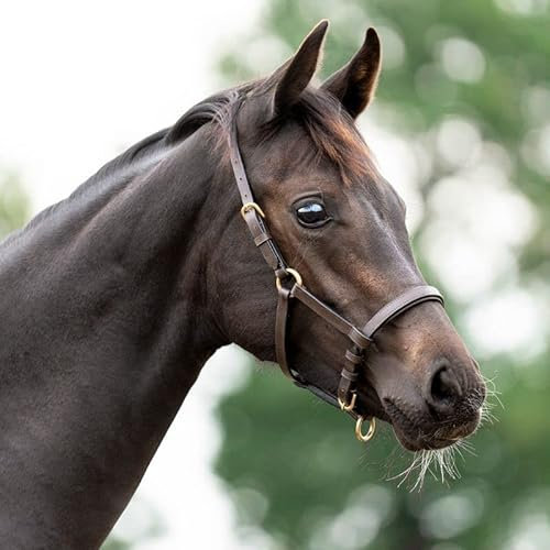 Lederfohlen- /Jährlingshalfter