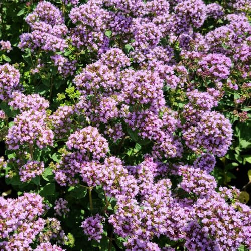 semillas de mejorana orgánicas de al aire libre raras jardín balcón invernadero balcón variedades antiguas jardín rocas interior 250pcs