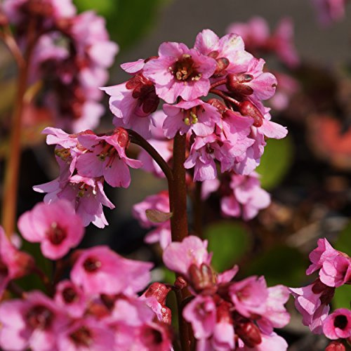 Blumixx Stauden Bergenia Hybride 'Rosi Klose' – Bergenie, rosa blühend, winterharte Staude, pflegeleicht, für Beet