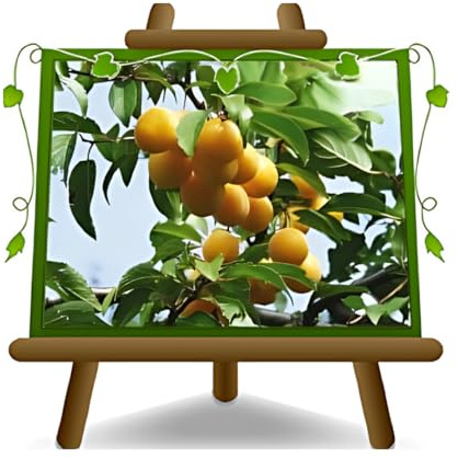 Prune Shiro - Planta fruta vieja en maceta con 20 injertos myrobolan - Árbol máximo 200 cm - 4 años