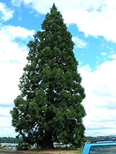 Sequoia gigante, Sequoiadendron giganteum, Baum Samen (Veloce, Sempreverde, Bonsai) (30 Samen)