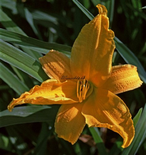 Staudenkulturen Wauschkuhn Hemerocallis Hybr. 'Burning Daylight' - Taglilie - Staude im 11cm Topf