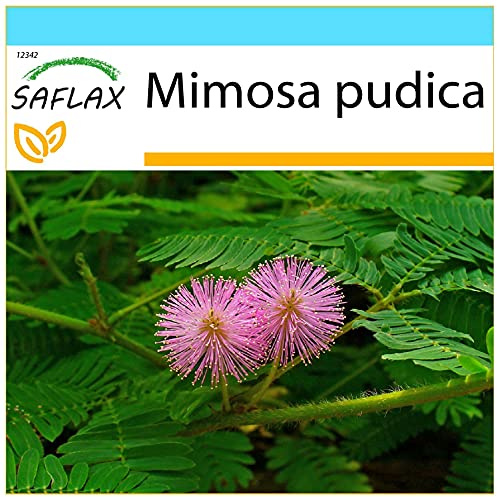 SAFLAX - Geschenk Set - Echte Mimose - 70 Samen - Mit Geschenk- / Versandbox, Versandaufkleber, Geschenkkarte und Anzuchtsubstrat - Mimosa pudica