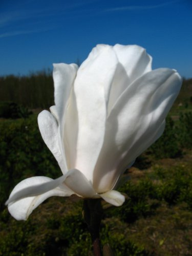 weiß blühende Sternmagnolie Magnolia stellata Royal Star 60-80 cm hoch 5 L | Winterhart, duftend & frühblühend – kompakt und bienenfreundlich, blüht im Frühling als Blickfang im Garten