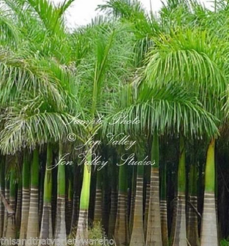 Roystonea Regia Royal Palm Samen New Harvest Exotische tropische Pflanze Garten