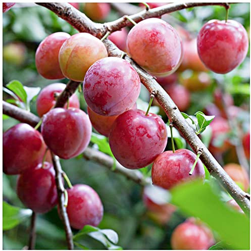 Opal Plum Tree 4-5ft Self-Fertile,Tasty & Sweet,Ready to Fruit,Early Fruiting 3fatpigs®
