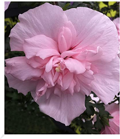 BALDUR Garten Gefüllter Hibiskus Chiffon pink, 1 Pflanze, Blüten essbar, Zierstrauch, bienenfreundlich, Hibiscus syriacus, winterhart, pflegeleicht, blühend