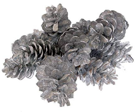 Weymouthzapfen-Kiefernzapfen - Pinienzapfen - Herbstdeko - Advent - Weihnachtsdekoration - Metallic Silber - ca. 9-13 cm Höhe - VE = 20 Stück - 29983