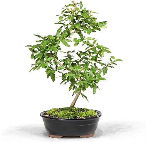 Brussel's Bonsai Live Dwarf Pomegranate Bonsai Tree - Large, 6 Year, 12 to 16 Inches Tall - Outdoor Live Bonsai Tree with Ceramic Bonsai Pot