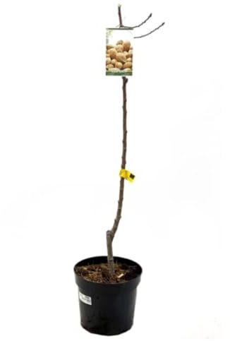 Planta Frutal Almendro Guara Segura Garden, Prunus Dulcis, 120 cm | Variedad de almendra de frutos grandes, Sabor dulce