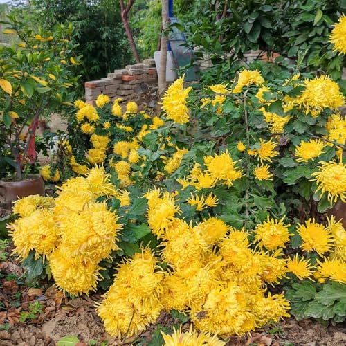 Crisantemi decorazioni da giardino per esterni di biologiche da esterno balcone serra interna in vaso Giardino roccioso: resistenti al pieno sole serre 400semi