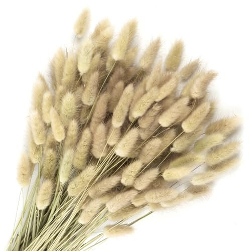 Songjum 120Stück Getrocknete Blumen Hasenschwänze Pampasgras Natürlicher Kaninchenschwanz Getrockneter Blumen Pampasgras Dekor für Wohnkultur Boho Zuhause Dekoration Blumenarrangements（Original Farbe）