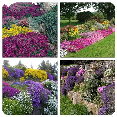 Semi per Giardini Rocciosi, Miscuglio di Fiori di roccia con Colori Vivaci