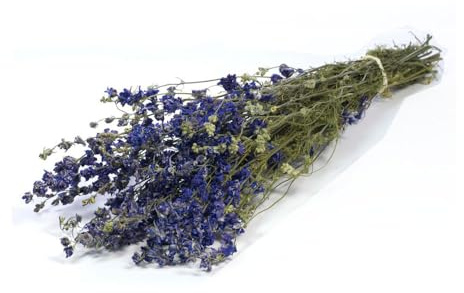 FloristryWarehouse Dried Bunch Natural Delphinium 50cm/20 Inches Blue