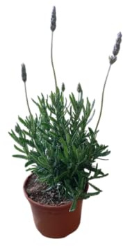 Planta de Lavanda Natural Hierba Resistente con Aroma Intenso