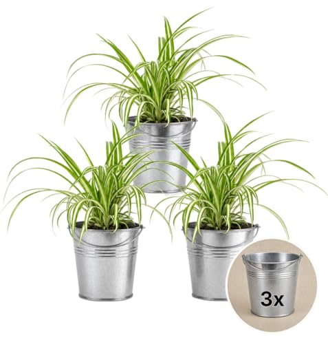 Grünlilie + 3x Zinktopf | 3er-Set | Chlorophytum | ca. 40-50 cm | ø 12-15 cm Topf | Pflegeleichte Zimmerpflanzen für Wohnung und Büro | Qualität vom Pflanzen Profi | Ideale Raumbegrünung