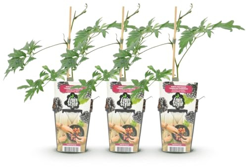 GreenboutiQ - Obstpflanzen - Immergrüne Brombeere - Rubus Thornless Evergreen - Frosthart - 3 Pflanzen - Topf 9 cm - Schwarze Brombeere