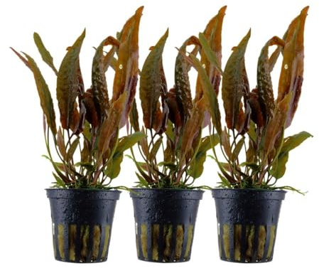 AquaOne Aquarium Pflanze 3 Stück Cryptocoryne usteriana Mittelgrund | Wasserpflanze, Aquariumpflanze, Rosette, voll durchwurzelt, einfach, Aquascaping, Dekoration