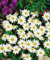 Anemone rivularis ca. 9x9 cm Topf - Fluss-Anemone, weiße Blüten, Blütezeit Mai-Juli, ideal für feuchte Standorte, bienenfreundlich, pflegeleicht