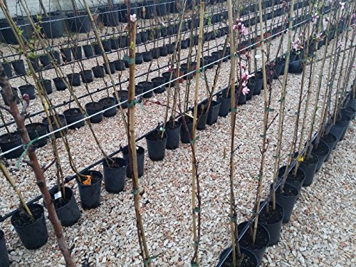 Mela Nano Pianta in Vaso Varietà Mela Nano - 1 Pianta