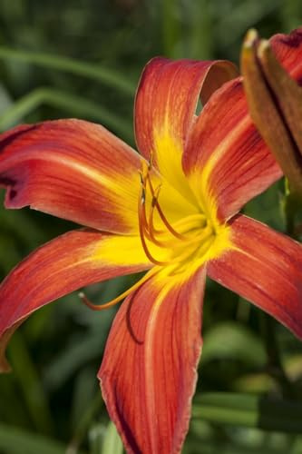 Hemerocallis x cult. 'Autumniale Red' 11x11 cm Topf – Winterhart, Mehrjährig, Pflegeleicht – Taglilie – Beetstaude für Garten & Rabatte