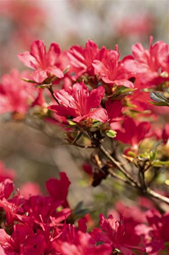Rhododendron obtusum 'Hino-crimson' 30-40 cm – Winterhart, Mehrjährig, Pflegeleicht – Japanische Azalee – Zierstrauch für Garten & Kübel
